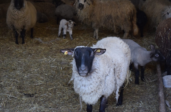 Sanierung, Aufstockung, Neubau - Hentschläger Bau GmbH - Baufirma in Langenstein
