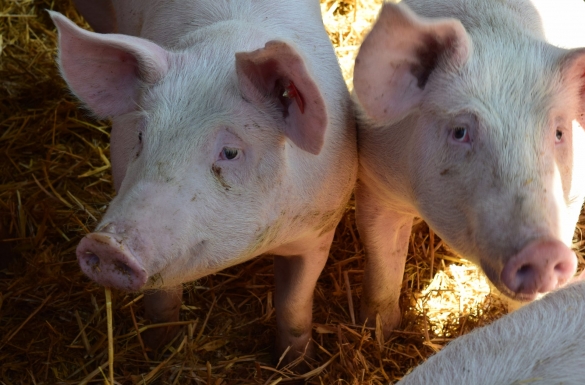 Sanierung, Aufstockung, Neubau - Hentschläger Bau GmbH - Baufirma in Langenstein