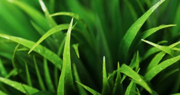 Close Up Of Green Grass