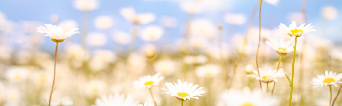 Baugrund in Linz und Umgebung gesucht - Hentschläger Immobilien